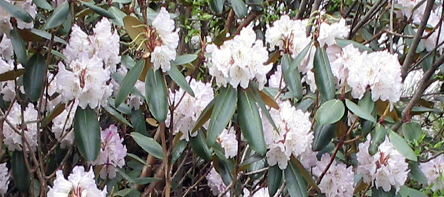 White buranse flowers in himachal and utrakhand