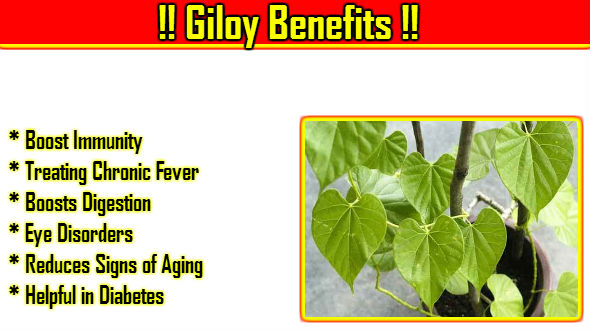 Giloy-Benefits-in-Hindi.jpg