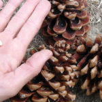 Pine nut benifits