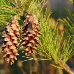 Pine nuts tree pine cone