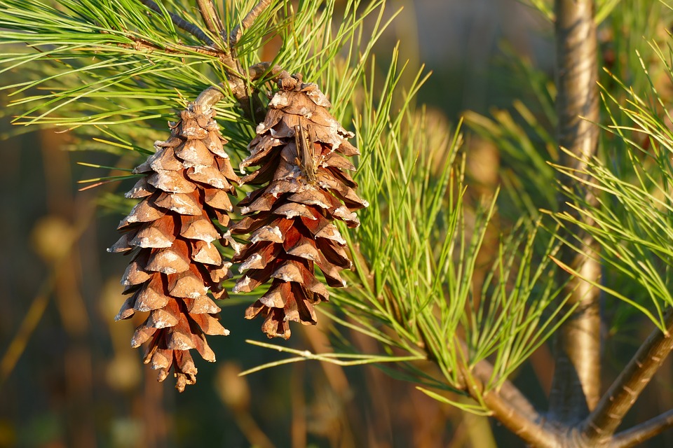 Pine nuts- चिलगोजा