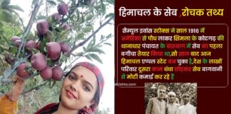 Himachal apple history satyanand stock