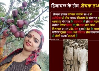 Himachal apple history satyanand stock