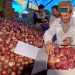 apple cultivation himachal